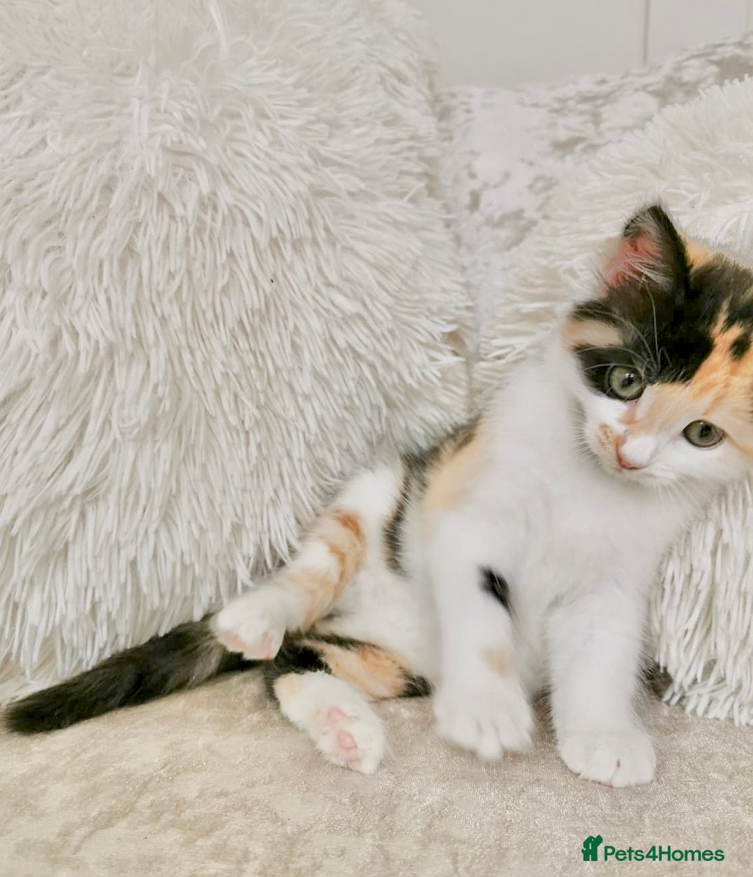 Mixed Breed cats for sale: Ragdoll X Maine Coon Kittens - Image 1