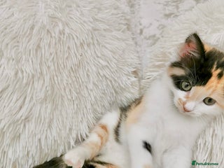 Mixed Breed cats - Advert 14
