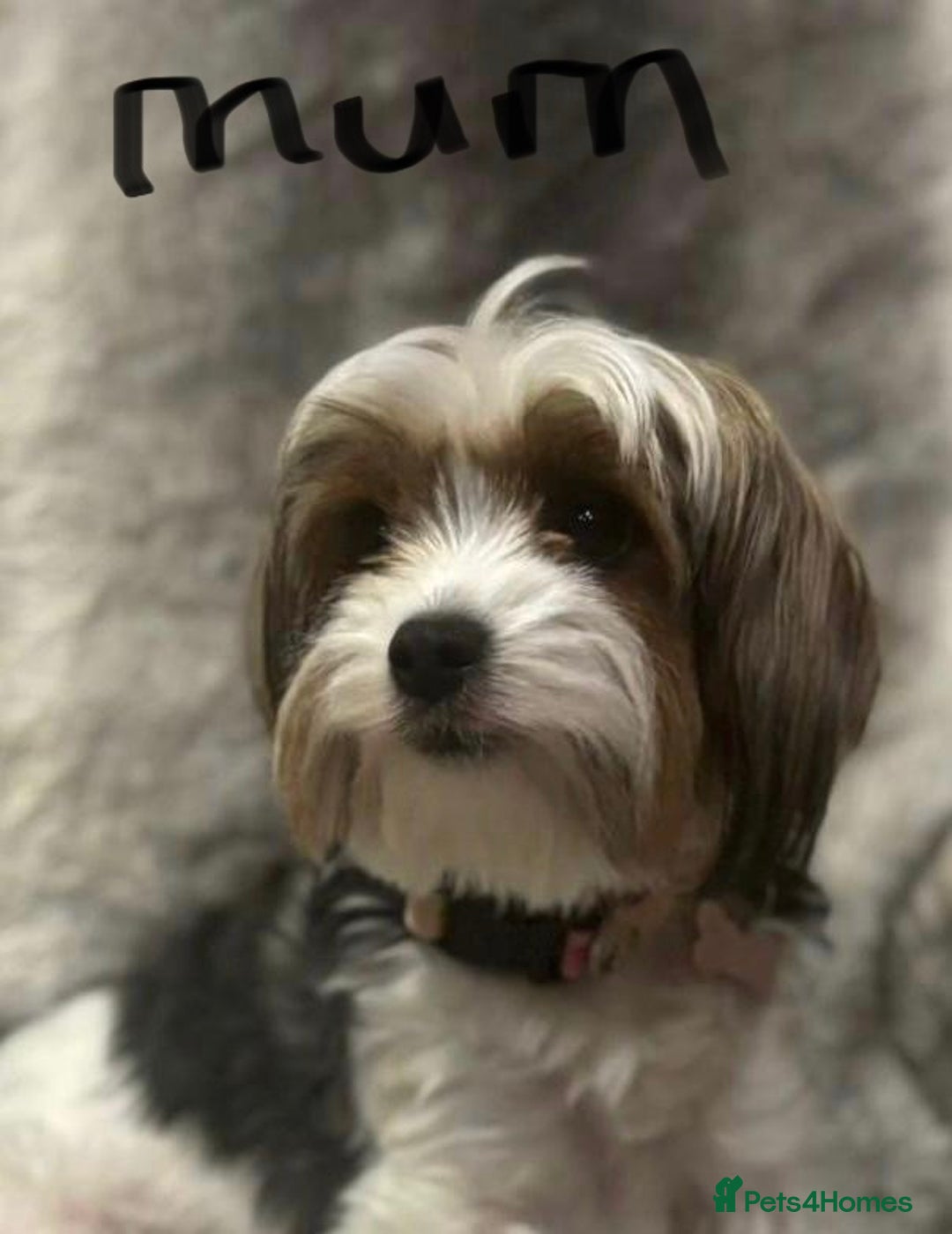 Biewer Terrier dogs for sale: Biewer Terrier - Advert 10