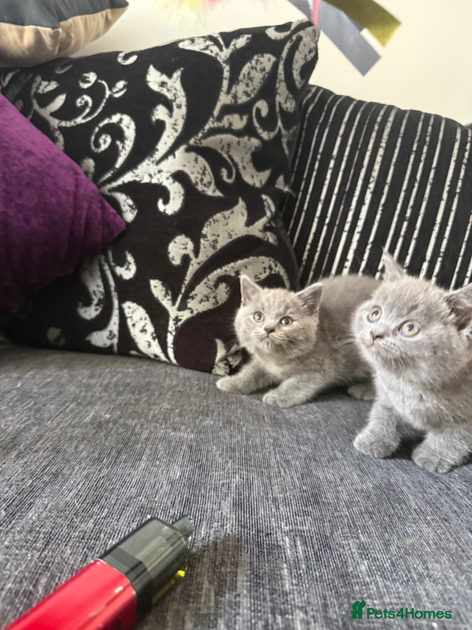 British Shorthair cats OUTSTANDING BRITISH SHORTHAIR KITTENS 🐈‍⬛ 🐾  - Advert 2
