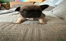 French Bulldog dogs for sale: 2 adorable french bulldogs-ready soon💓💙 - Image 3