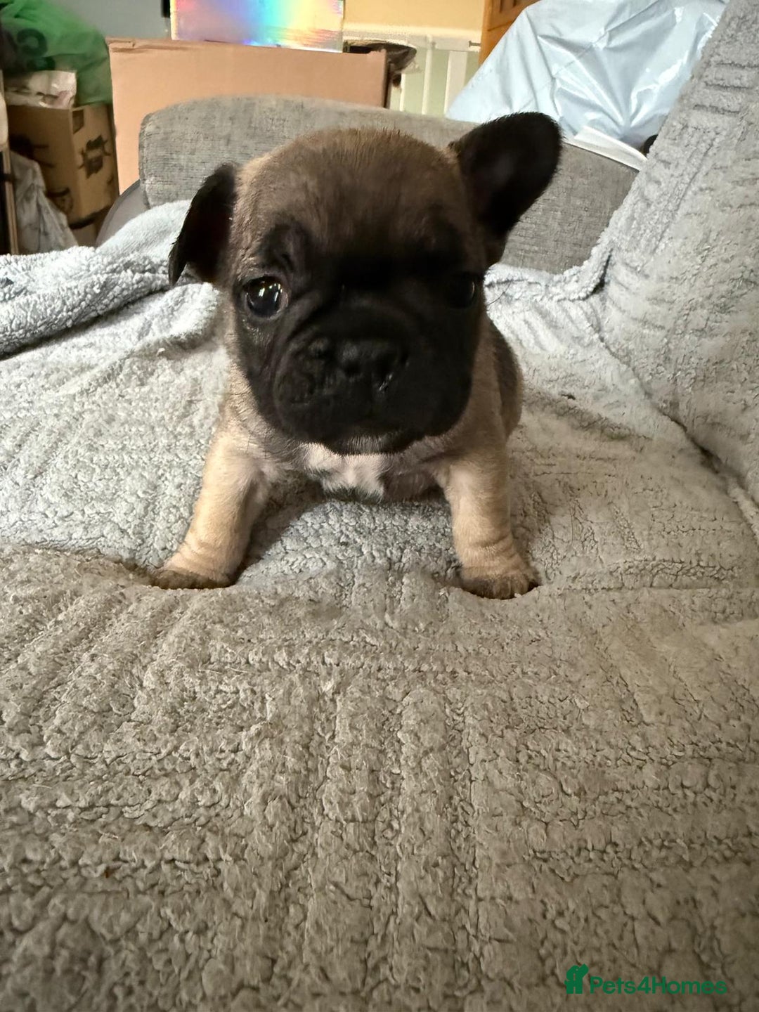 French Bulldog dogs for sale: 2 adorable french bulldogs-ready soon💓💙 - Image 3
