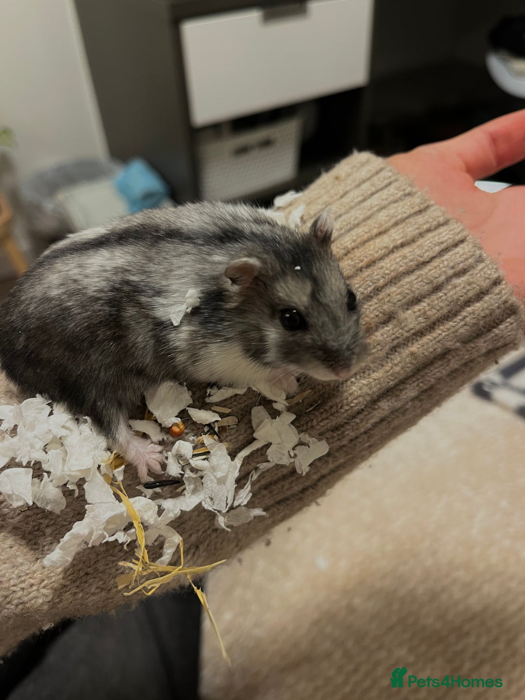 Hamster rodents for sale: RESERVED: Russian Dwarf - Advert 1