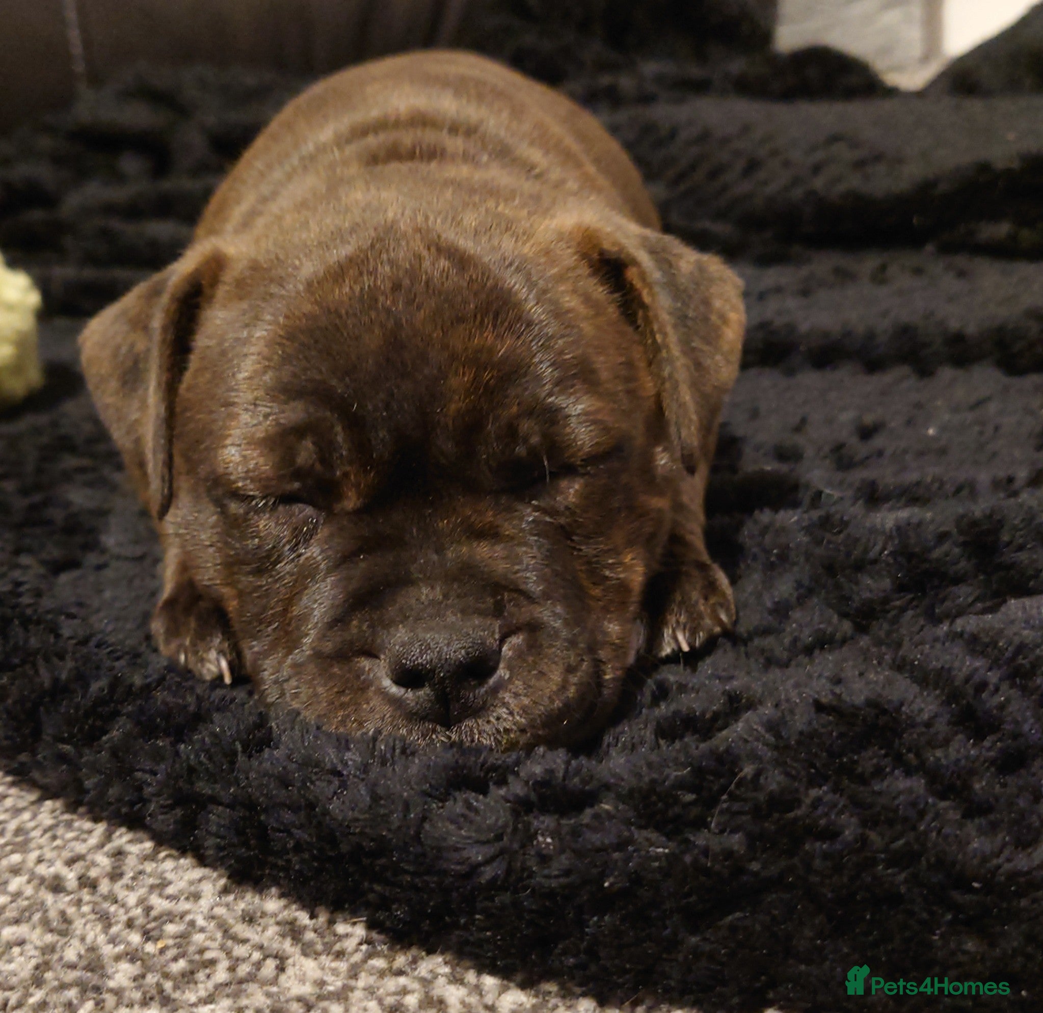 Staffordshire Bull Terrier dogs 3X full breed KC Staffordshire bull terrier pups - Advert 8