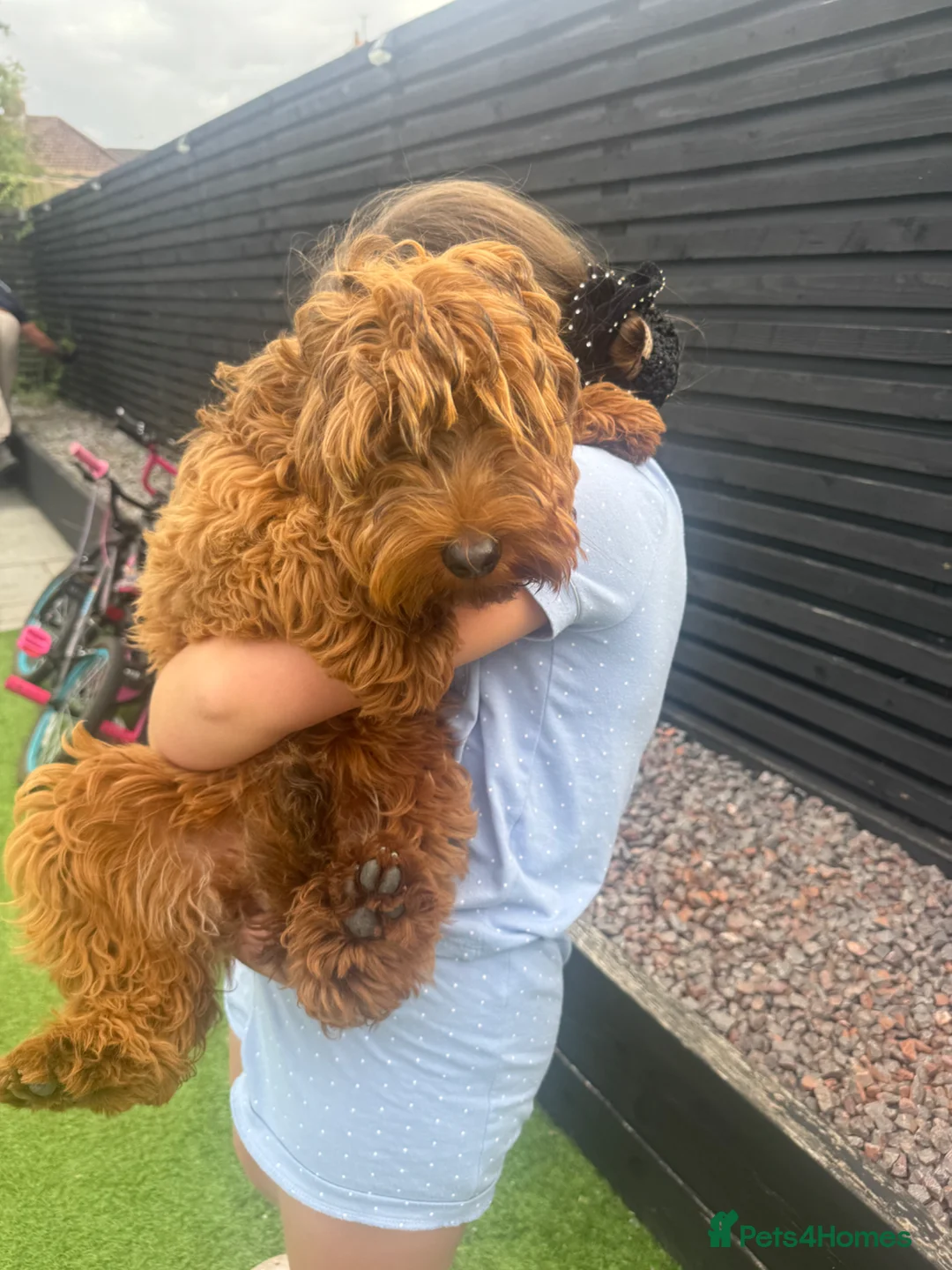 Cockapoo dogs for sale: extremely sad sale of beautiful fox red cockapoos - Advert 2