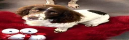 Cocker Spaniel dogs for sale: *Stunning Cocker Spaniel Puppies* - Advert 4