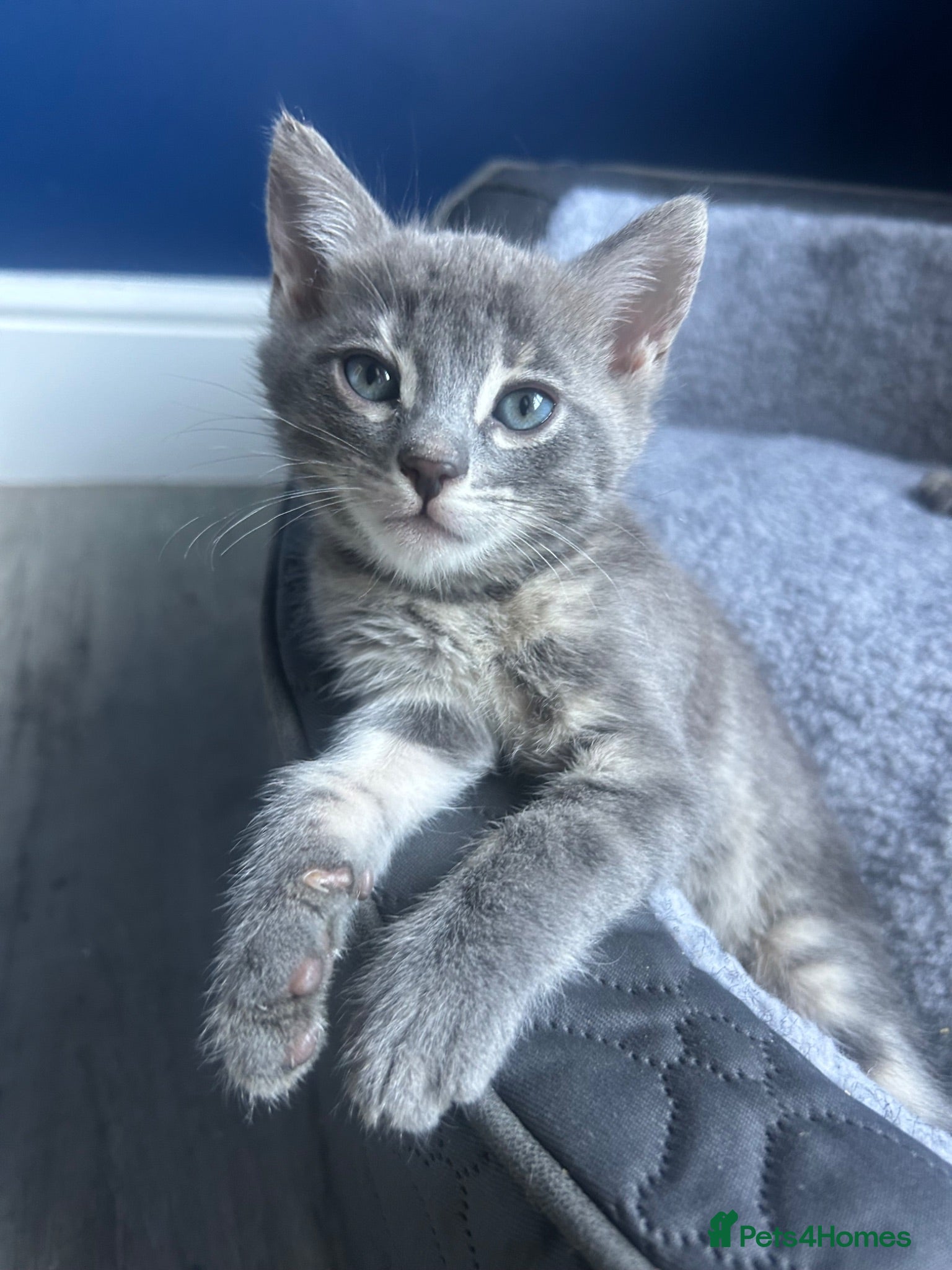 Bengal cats 3 Female Blue TICA Registered Bengal kittens  - Advert 11