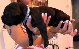 Cane Corso dogs for sale: CANE CORSO PUPS - Image 5