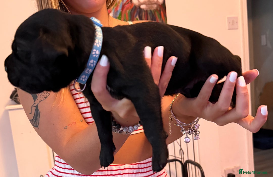 Cane Corso dogs for sale: CANE CORSO PUPS - Image 5