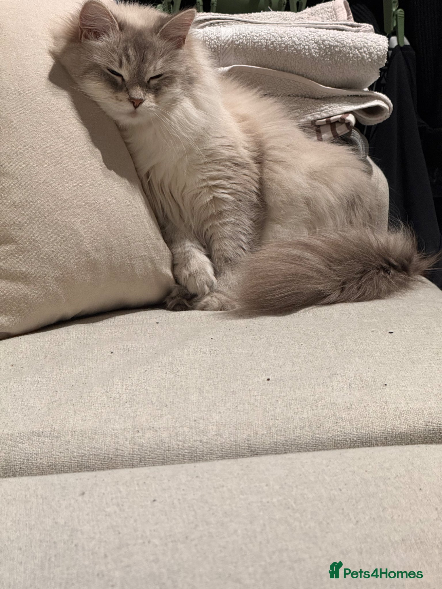 Siberian cats for sale: 🐾 Adorable Siberian Kittens  - Advert 19