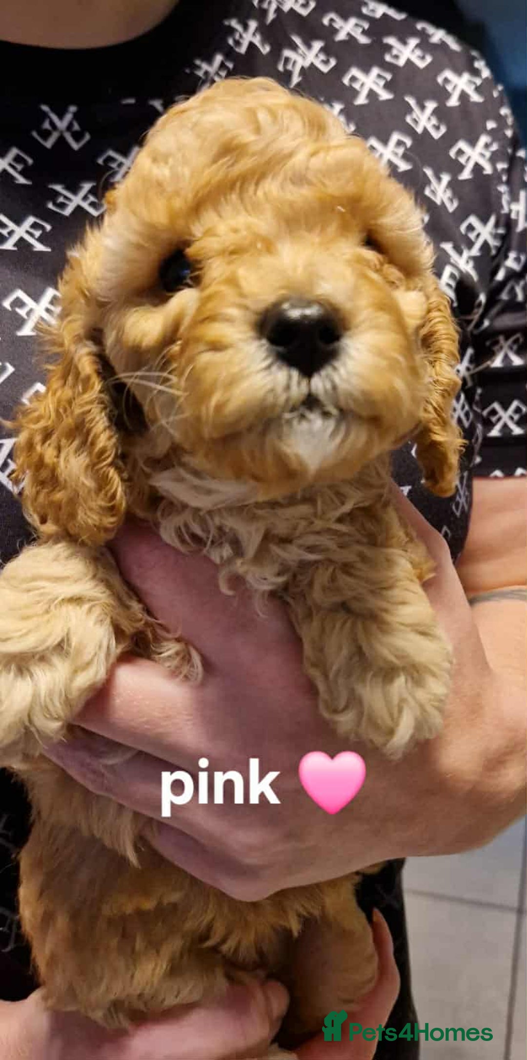 Cavapoo dogs for sale: Beautiful F1b cavapoo 💚💙🩷 - Image 10