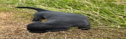 Labrador Retriever dogs for sale: Fabulous Male Black Lab puppy for sale. in Sheffield - Advert 7