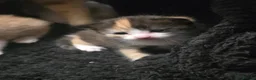 Mixed Breed cats for sale: 2 Female kittens - Advert 9