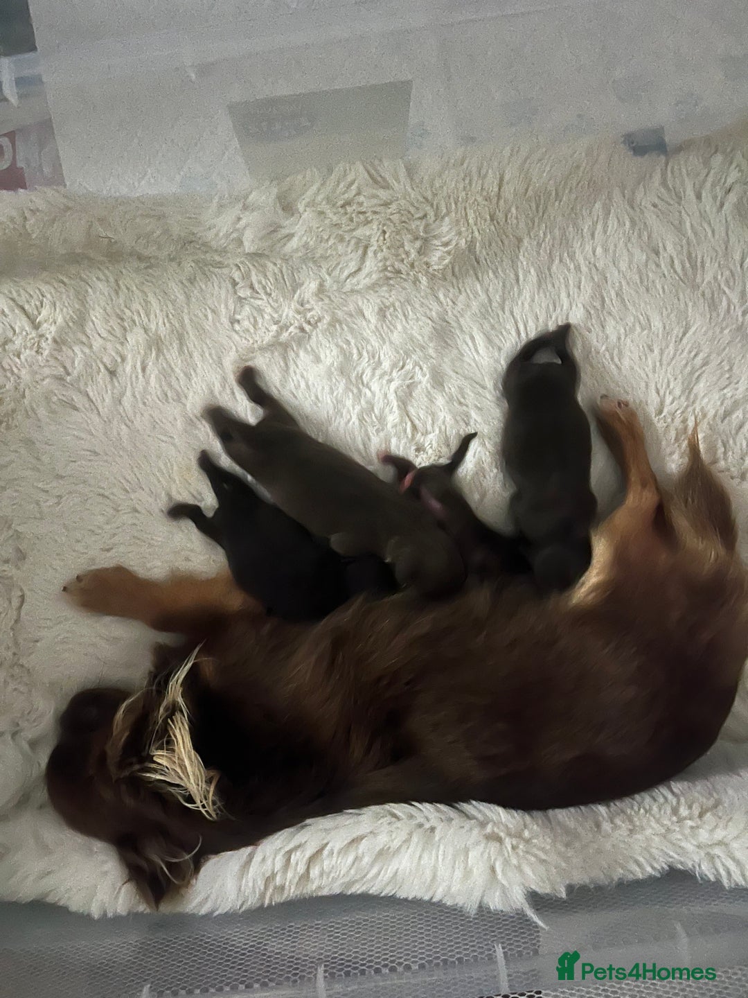 Chihuahua dogs for sale: Tiny kc reg babies!  - Advert 11