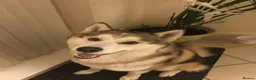 Siberian Husky dogs for stud: Siberian Husky Stud – Healthy & KC Registered in Lichfield - Advert 2