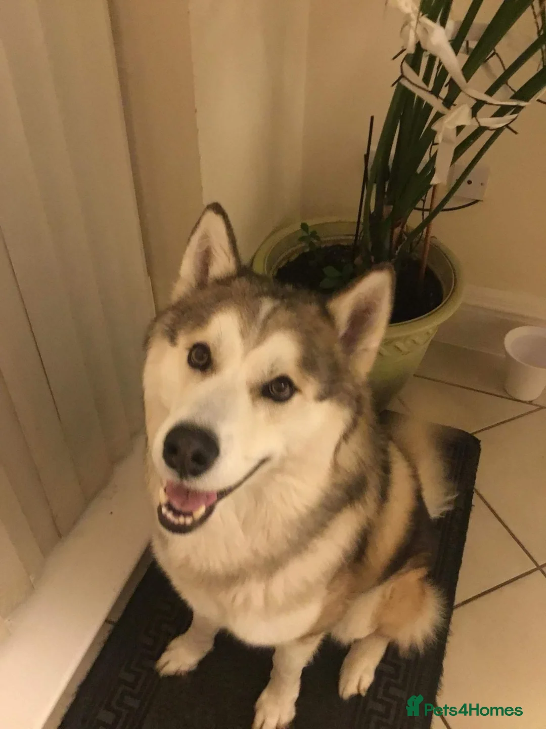 Siberian Husky dogs for stud: Siberian Husky Stud – Healthy & KC Registered in Lichfield - Advert 2