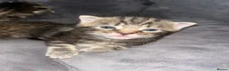Mixed Breed cats for sale: Mixed tabby and bengal kittens  in Tamworth - Advert 11