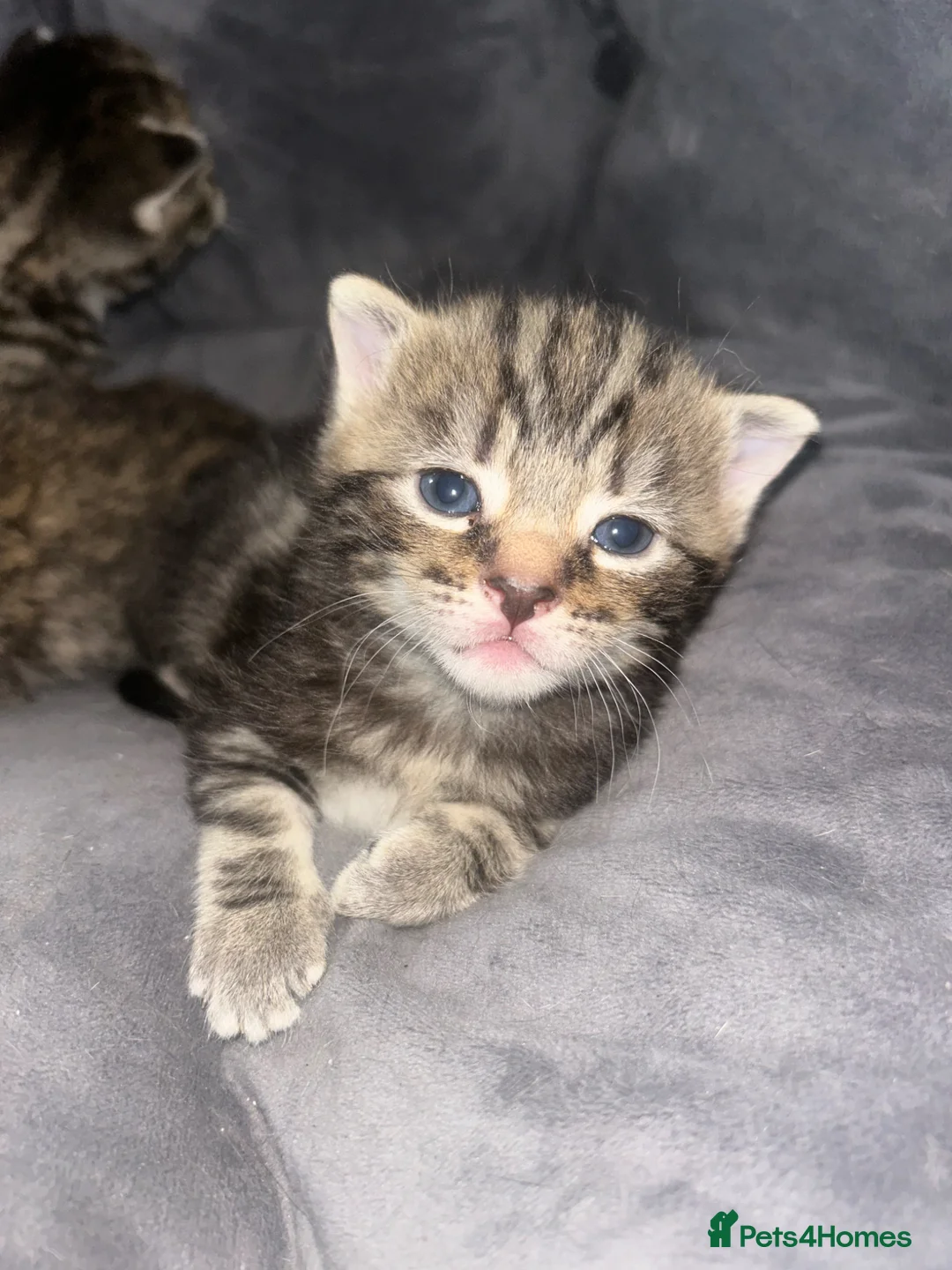 Mixed Breed cats for sale: Mixed tabby and bengal kittens  in Tamworth - Advert 11