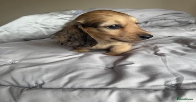 Miniature Dachshund dogs - Advert 9