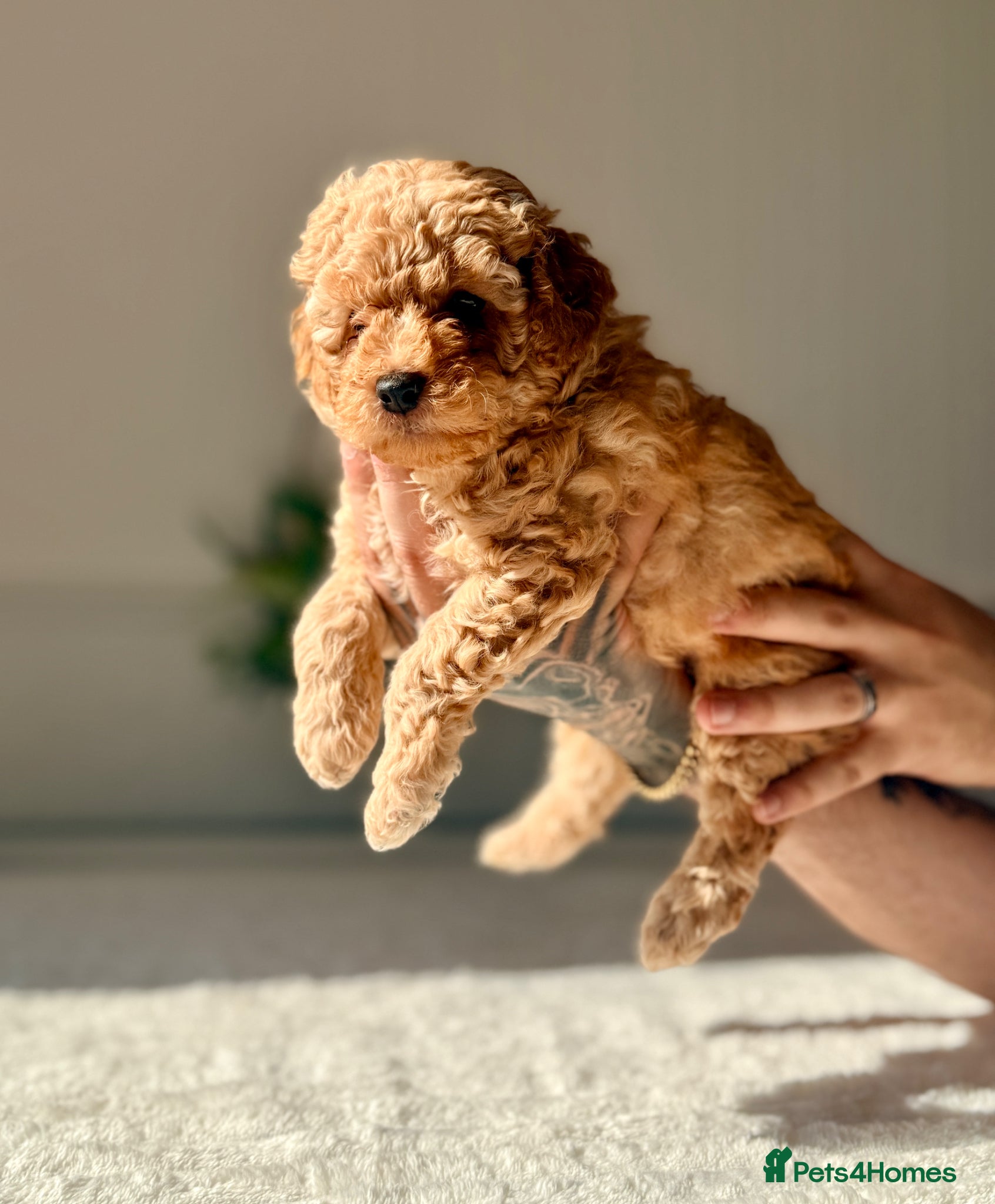 Cockapoo dogs ✨Exceptional DNA clear F1BB Cockapoo Puppies✨ - Advert 1