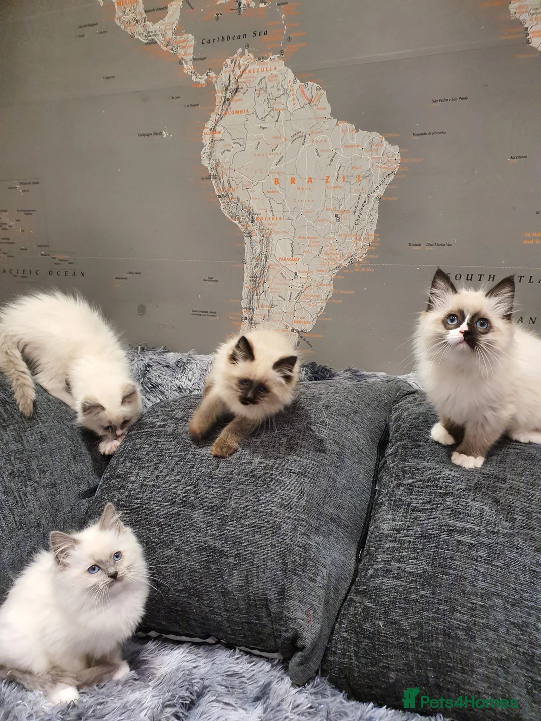 Ragdoll cats for sale: 💖Beautiful GCCF Registered Ragdoll Kittens💖 - Advert 5