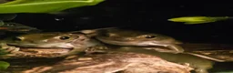 Frog reptiles for sale: Whites tree frogs x 3 and full set up - Advert 3