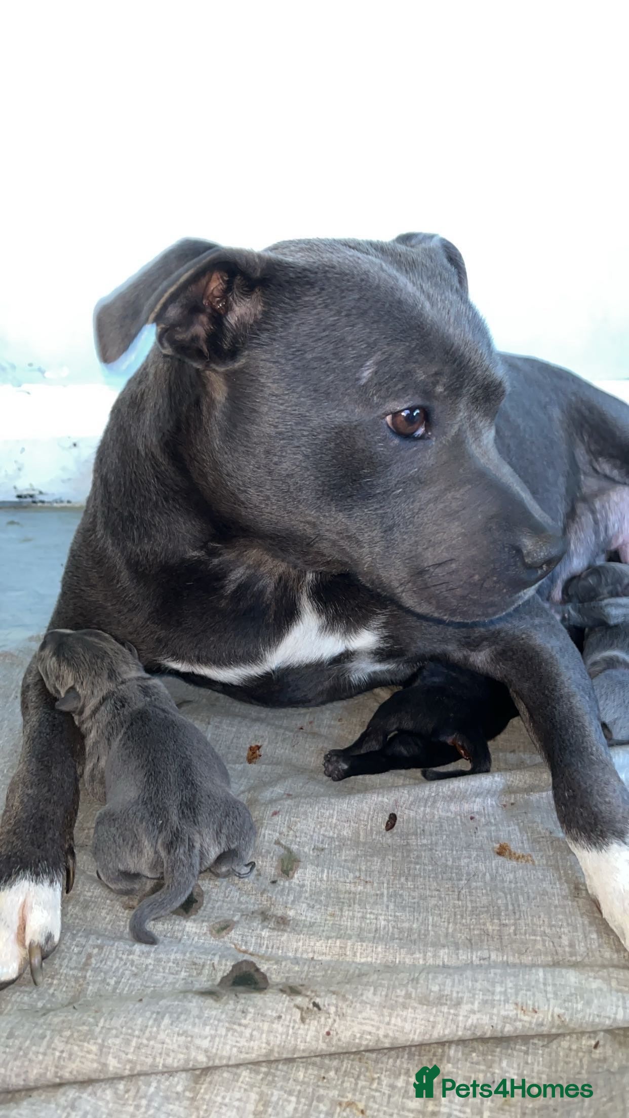 Staffordshire Bull Terrier dogs Blue staffy puppies - Advert 6