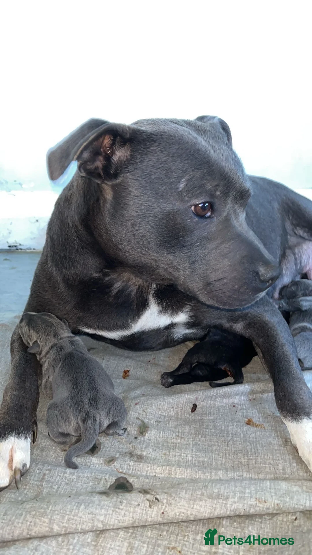 Staffordshire Bull Terrier dogs for sale: Blue staffy puppies - Advert 1