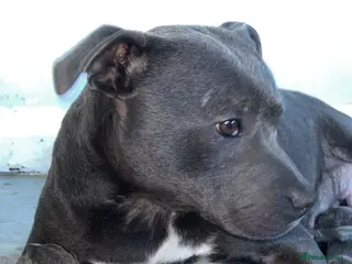 Staffordshire Bull Terrier dogs Blue staffy puppies - Advert 6