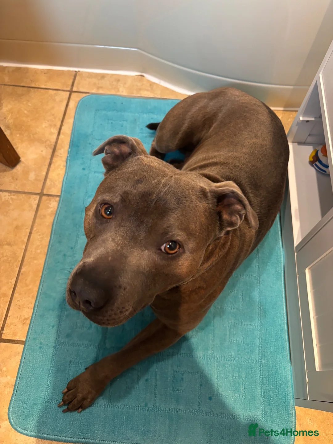 Staffordshire Bull Terrier dogs for stud: Bluey’s Dream Stud dog.  - Advert 27