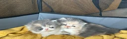 Persian cats for sale: Beautiful GCCF Registered Persian Kittens  - Advert 18