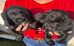Cocker Spaniel dogs for sale: ⭐️Cocker spaniel puppies ready now ⭐️ - Image 9