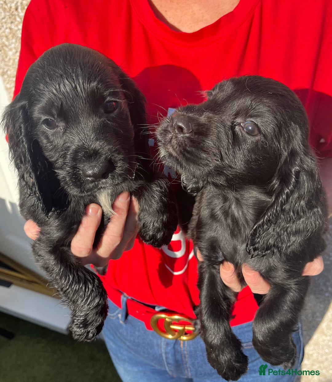 Cocker Spaniel dogs for sale: ⭐️Cocker spaniel puppies ready now ⭐️ - Image 9