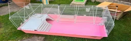 Guinea Pig rodents for sale: 2 x Female Guinea Pigs in Hereford - Advert 6