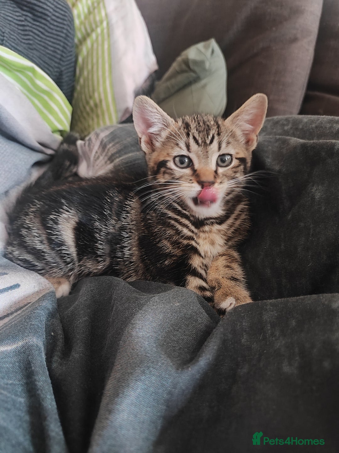 Mixed Breed cats for sale: Cute boy looking for forever ,loving home - Image 2