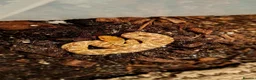 Snake reptiles for sale: Malagasy cat eyed snakes - Advert 1