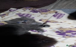 British Longhair cats for sale: 3 stunning longhaired british x  - Image 6