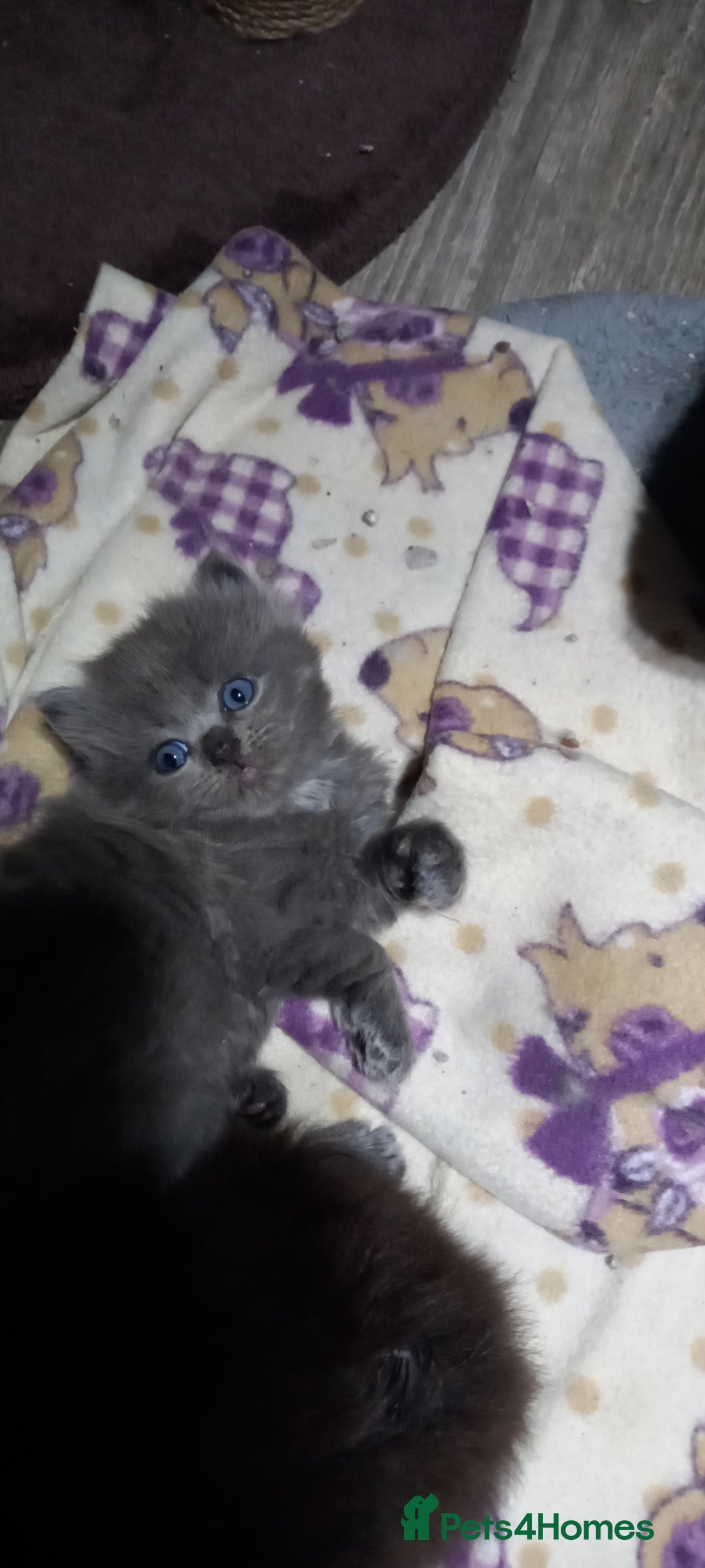 British Longhair cats for sale: 3 stunning longhaired british x  - Image 6
