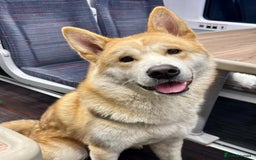 Huskita dogs for sale: Koda- Beautiful Huskita Boy  - Image 1