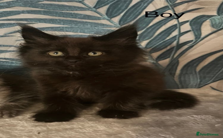 Maine Coon cats - Advert 4