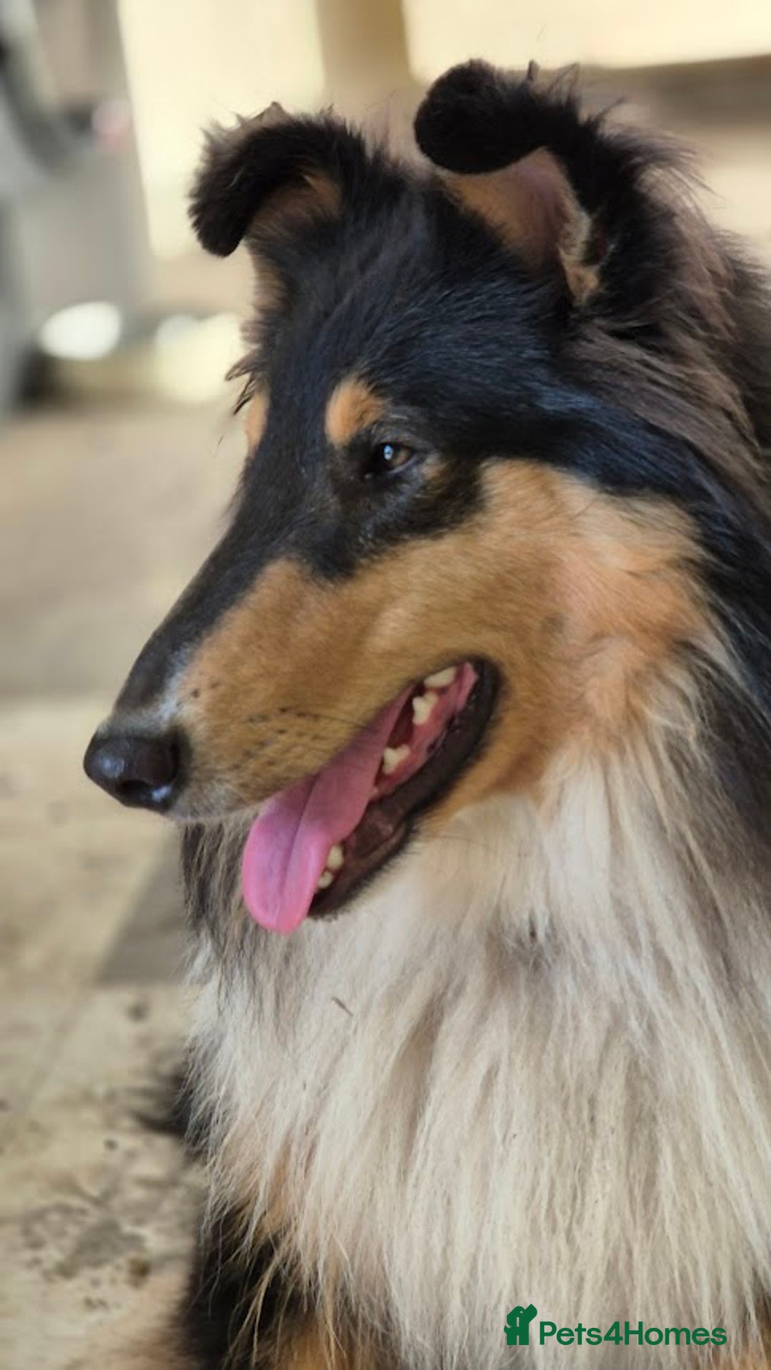 Rough Collie dogs for sale: Rough Collie Puppies - Advert 9