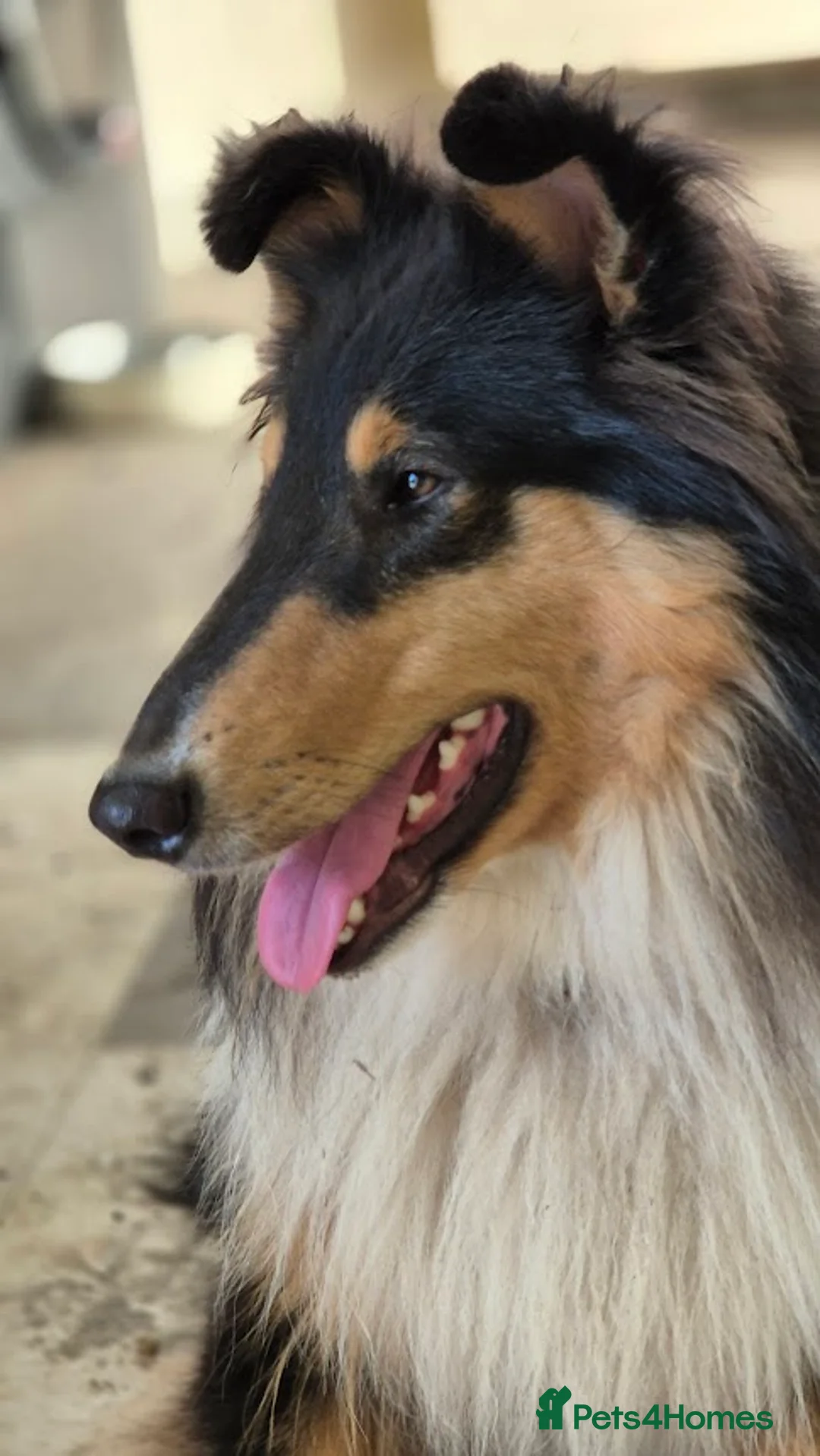 Rough Collie dogs for sale: Tricolour Males DNA clear non carriers 0% related  - Advert 4