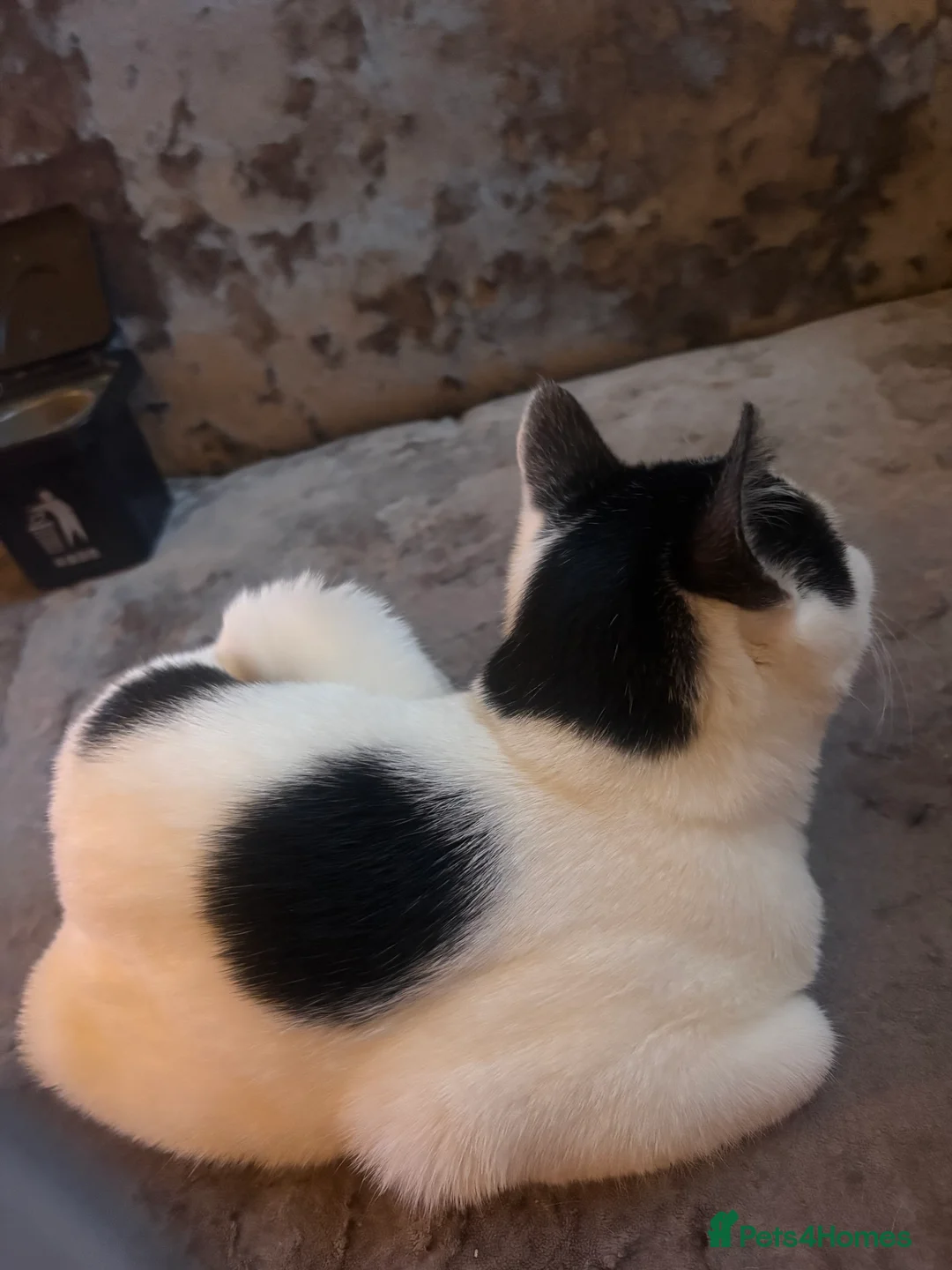 Mixed Breed cats for sale: Beautiful kitten for sale - Advert 3