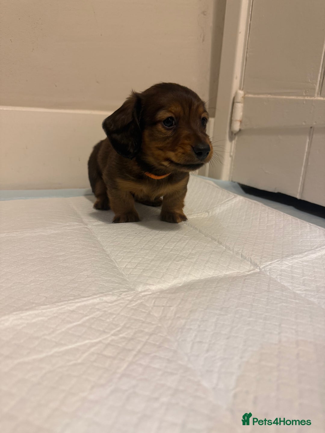 Miniature Dachshund dogs for sale:  Long haired miniature dachshund litter  - Advert 18