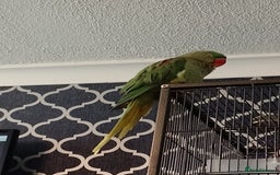 Parakeets birds for sale: Female alexanderine parakeet  - Image 5