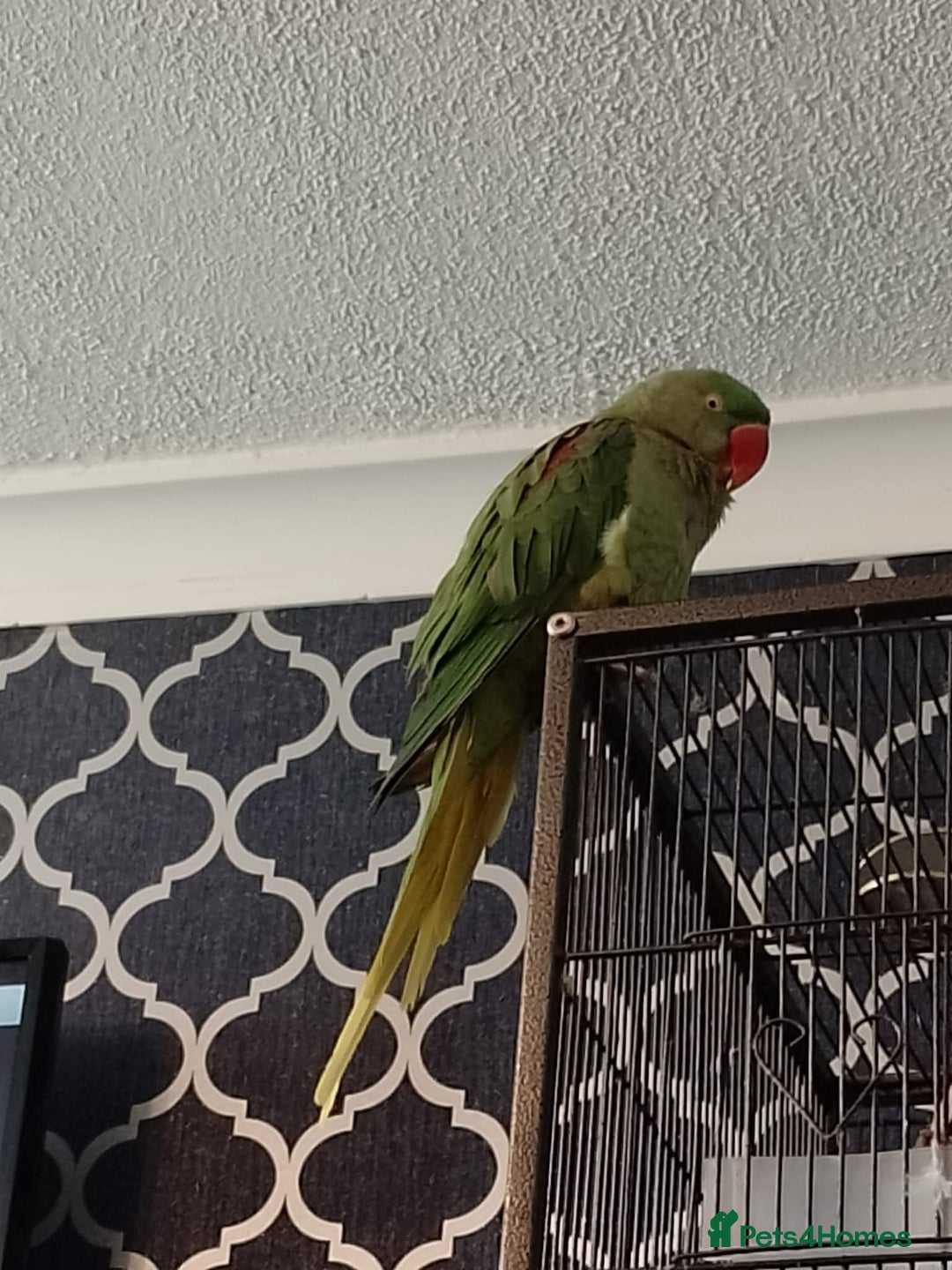 Parakeets birds for sale: Female alexanderine parakeet  - Image 5