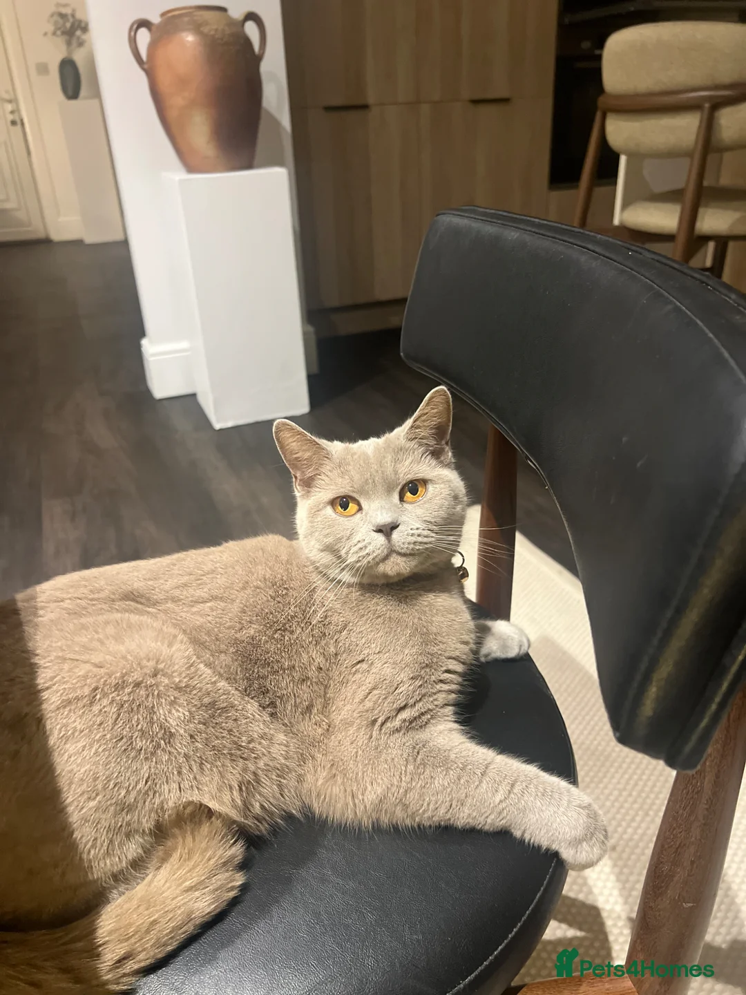 British Shorthair cats for sale: My Likac British Shorthair Queen has had 2 kittens in Worthing - Advert 2