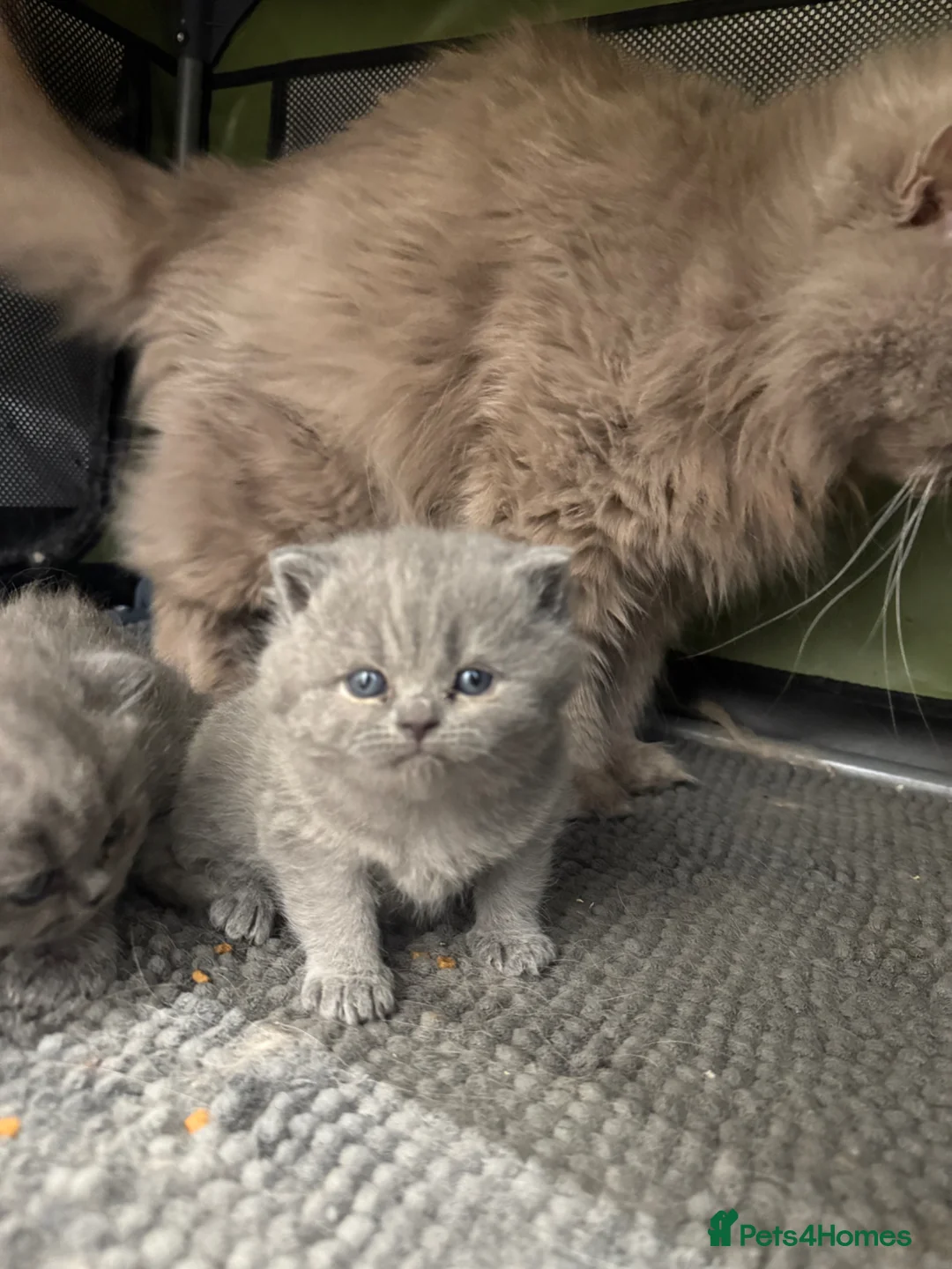 British Shorthair cats for sale: GCCF Reg Blue British Shorthair Girl - Advert 1