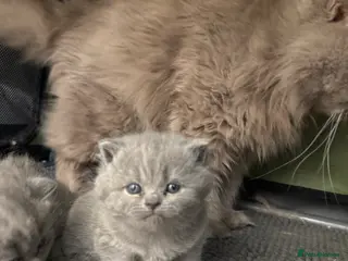 British Shorthair cats GCCF Reg Blue British Shorthair Girl - Advert 1