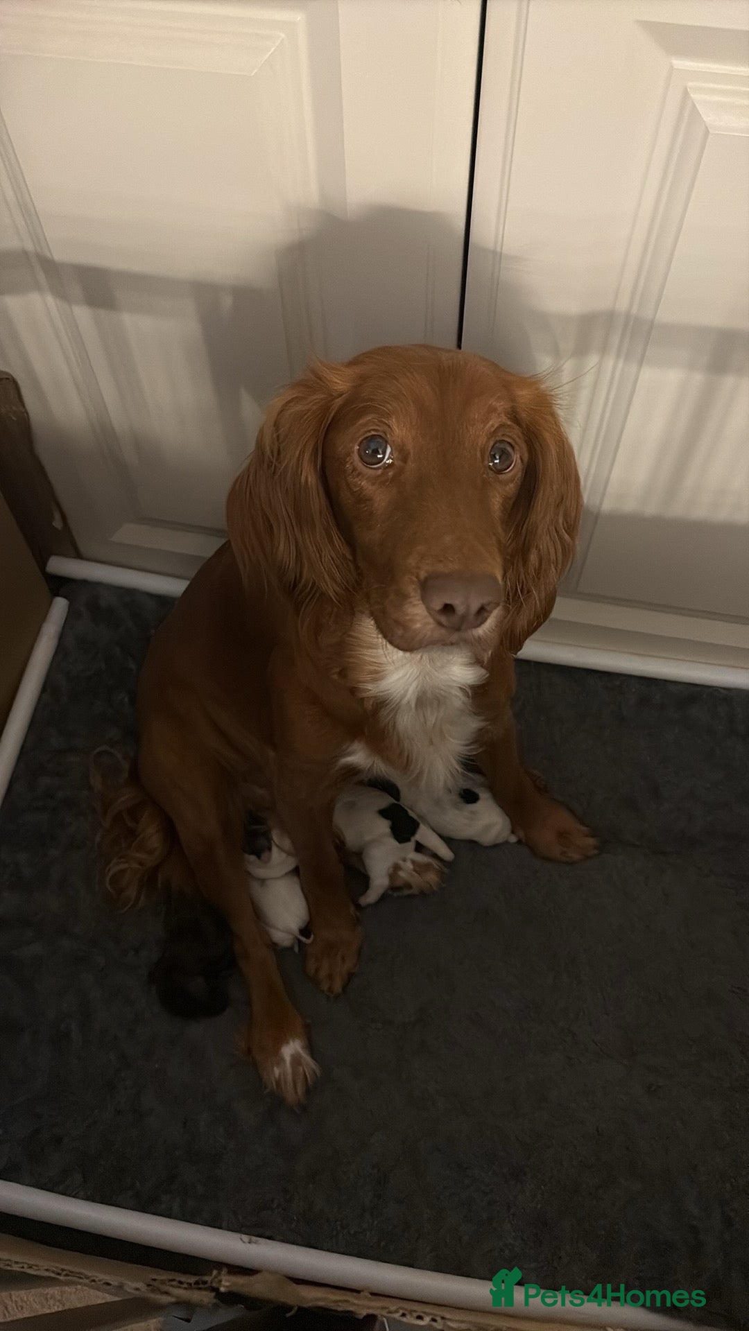 Sprocker dogs Sprocker Spaniel Puppies - Advert 5